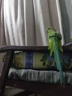 Green female parrot