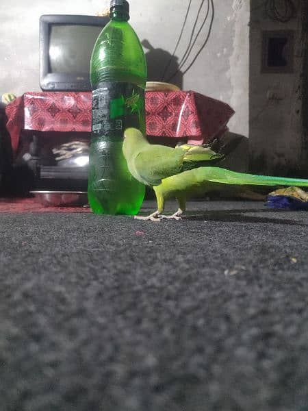 Green female parrot 1