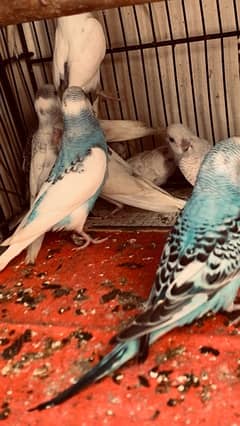 Budgie birds for sale pathy