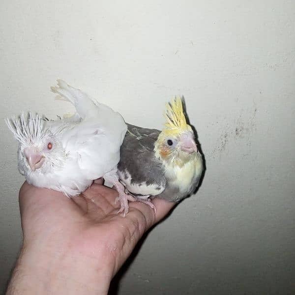 cocktail eno red eye common white handtame chicks hand tame  pair 7