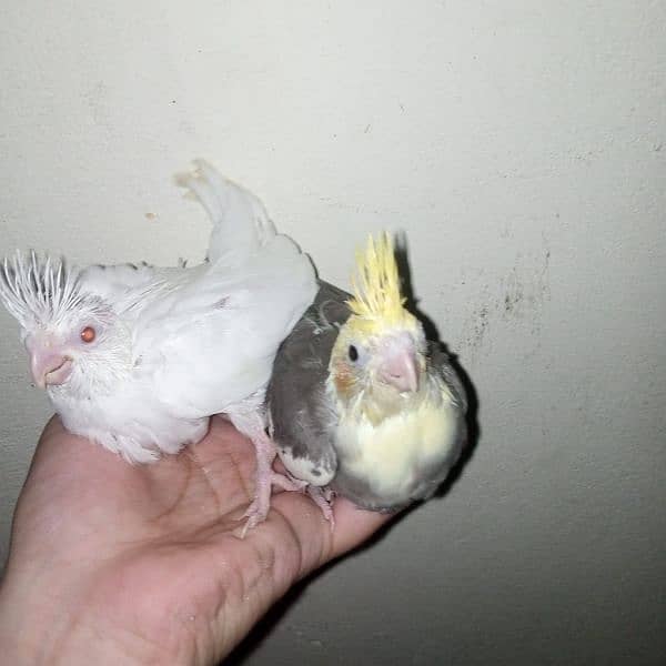 cocktail eno red eye common white handtame chicks hand tame  pair 8