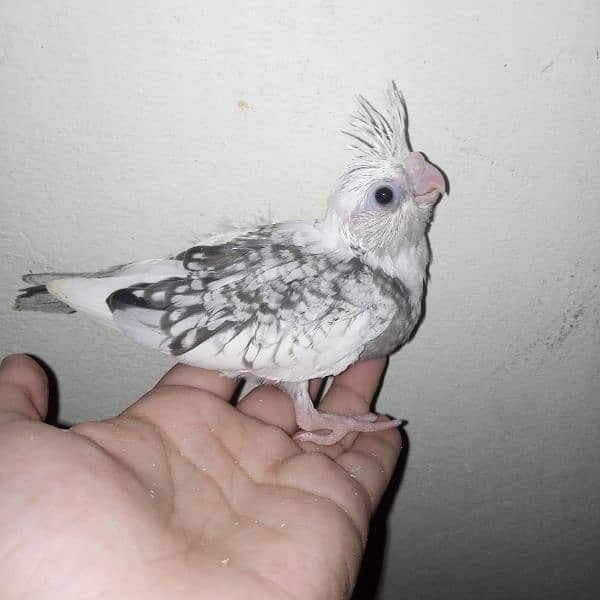 cocktail eno red eye common white handtame chicks hand tame  pair 13