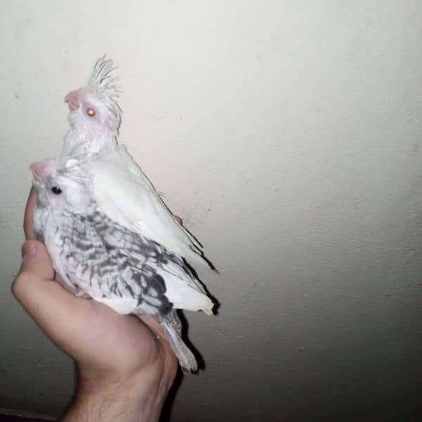 cocktail eno red eye common white handtame chicks hand tame  pair 19