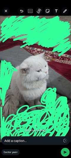 Persian male cat for sale loving trained name John