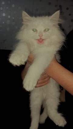 White Persian Kitten 0