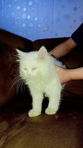 White Persian Kitten 2
