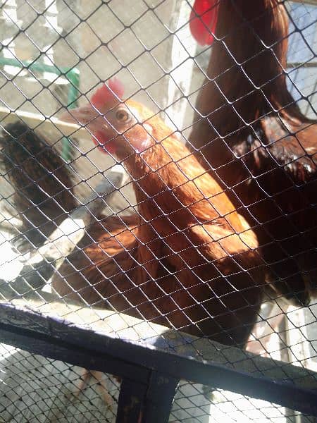 hen laying eggs 2