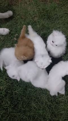 Persian kittens 0