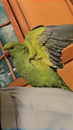 green parrot for sale talking