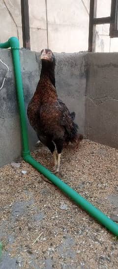 2 mianwali aseel madiyan with chicks