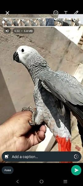 African Gray parrot 0