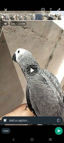 African Gray parrot 1