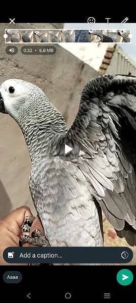 African Gray parrot 2