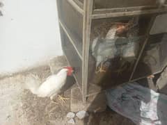 Aseel Cross Choozay/Chicks 2-4 Months