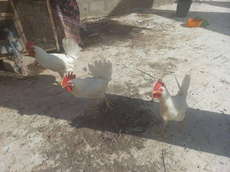 Aseel Cross Choozay/Chicks 2-4 Months 8