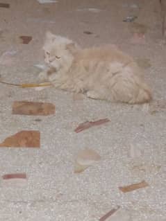 Punch face stud male for adoption charges t tripal coat trim KIA hai