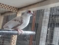MALE Red Pied 03134790195