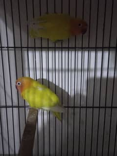 love bird confirm breeder pair