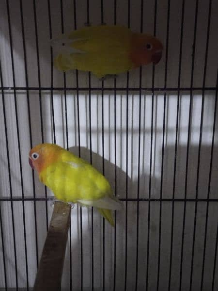 love bird confirm breeder pair 0