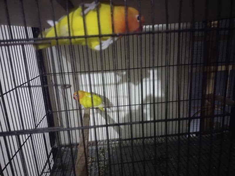love bird confirm breeder pair 2
