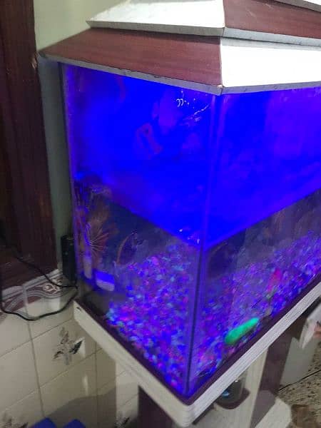 fish aquarium 2