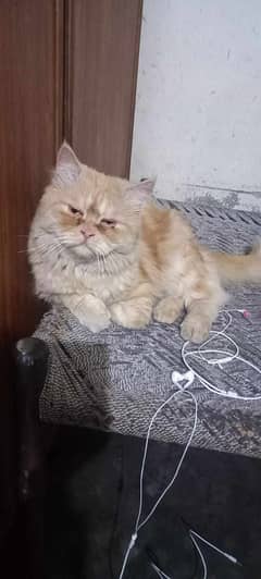 Persian Male Cat tripple coated