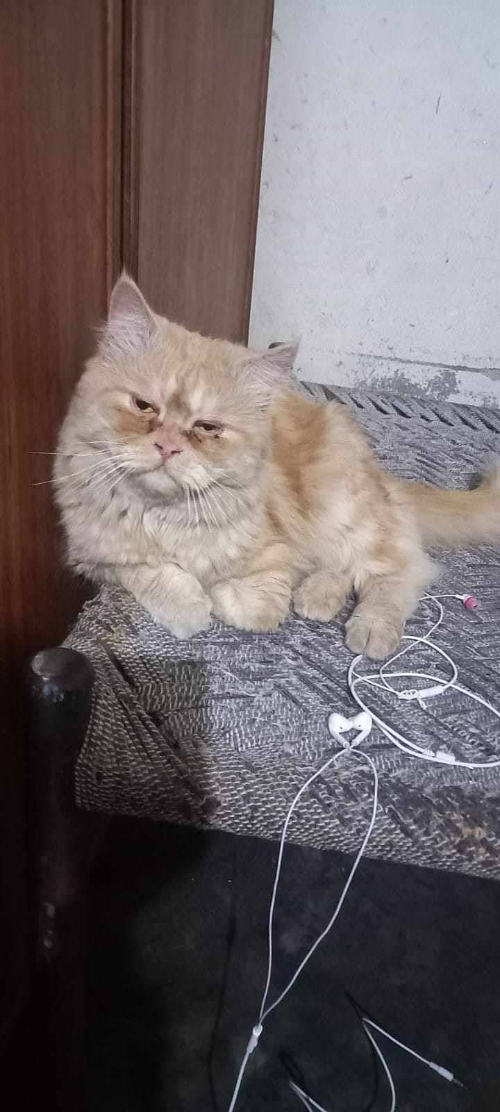 Persian Male Cat tripple coated 0