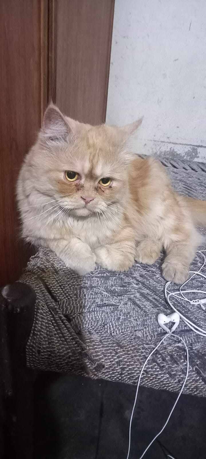 Persian Male Cat tripple coated 1