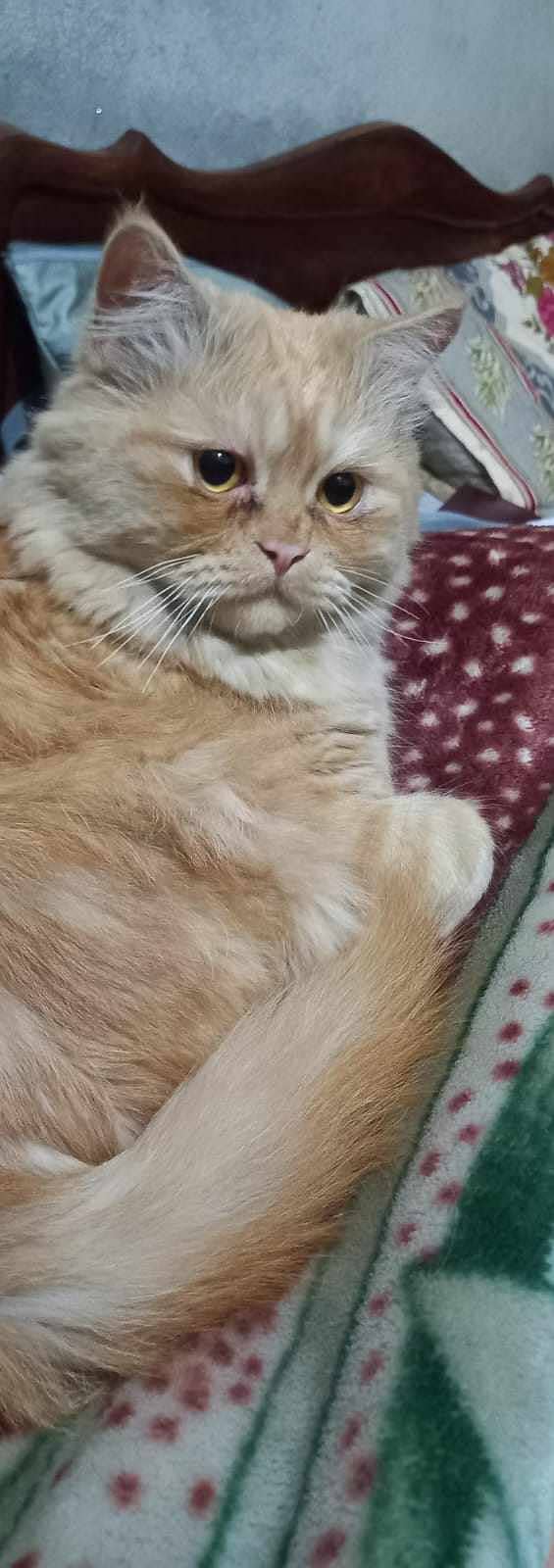 Persian Male Cat tripple coated 2