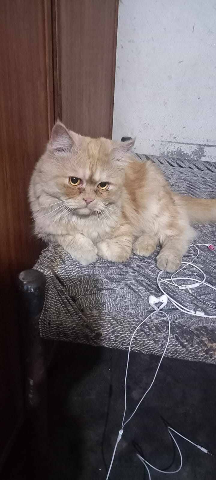 Persian Male Cat tripple coated 3