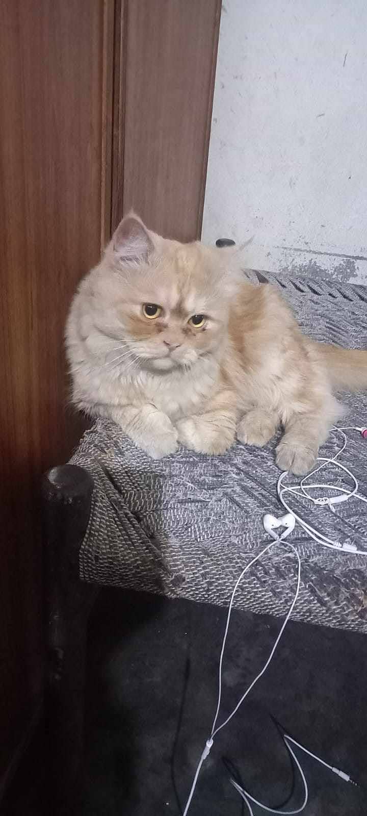Persian Male Cat tripple coated 4
