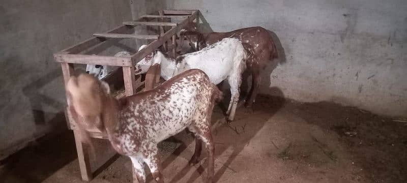 Makhi Chini goats 0