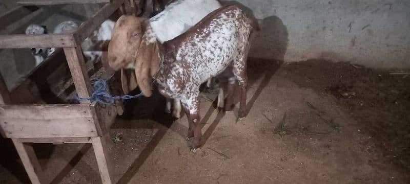 Makhi Chini goats 1