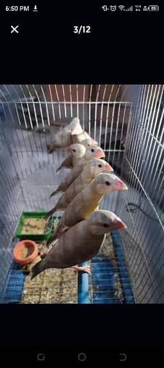 red pied dove fawn java opal java silver java white java