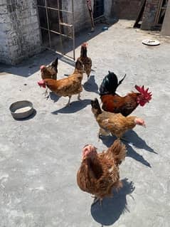 Home breed eggs laying hens for sale