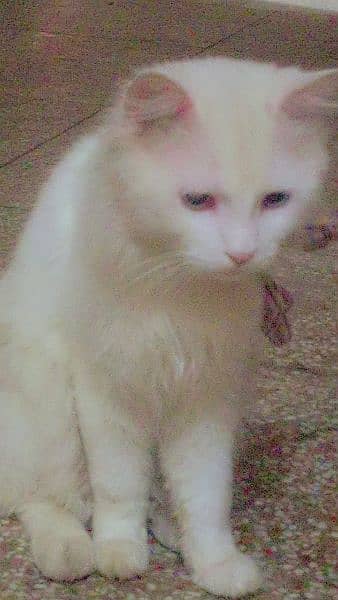 Persian Cat For Sale 2