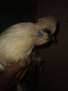 silkie breeder pair