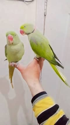 03435131048 Raw kashmiri handtame pair full jumbo size parrot