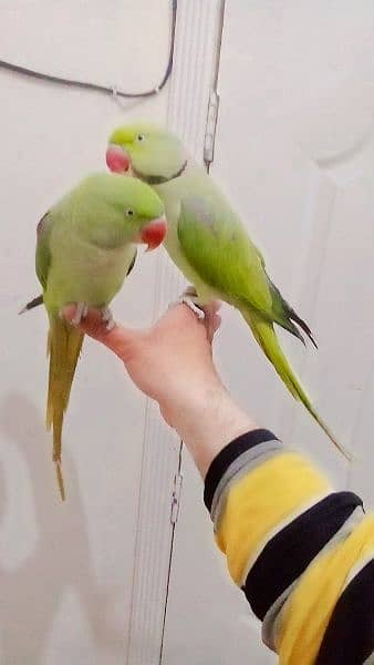 03435131048 Raw kashmiri handtame pair full jumbo size parrot 1