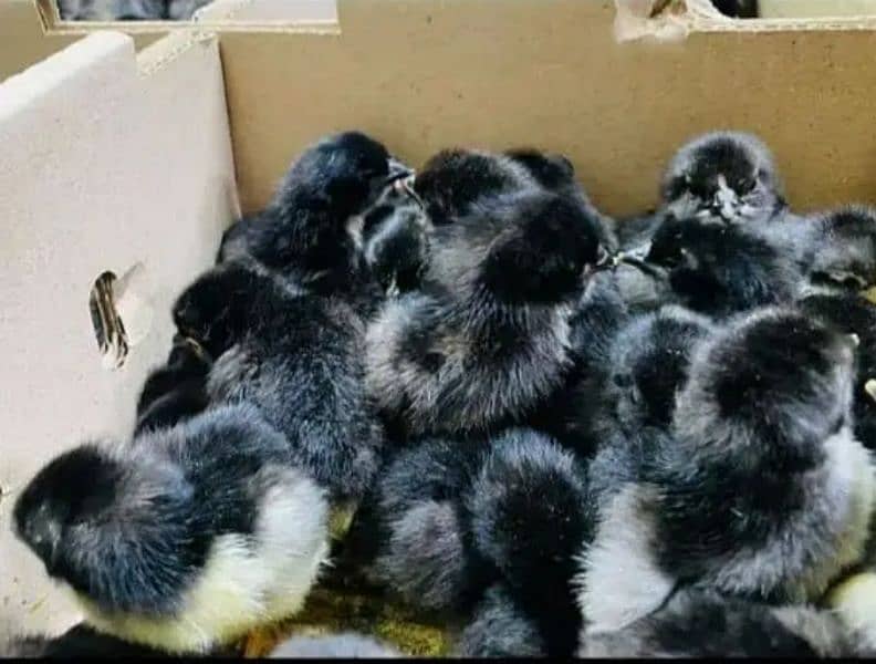day old chicks (A+ quality] 1