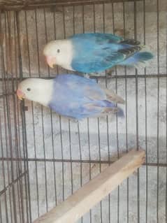 Blue Opline and blue pstel breeder pair