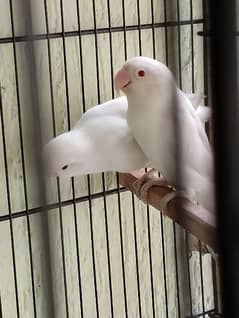 Albino Pair with Cage