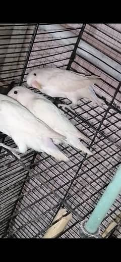 Albino LoveBirds