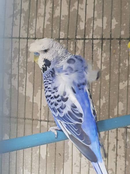 undersize budgies for sell 1