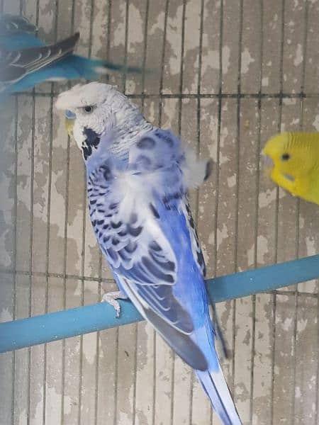 undersize budgies for sell 2