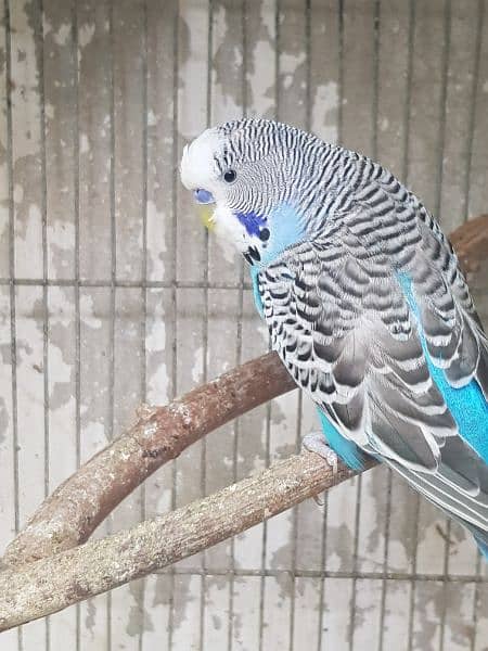undersize budgies for sell 3