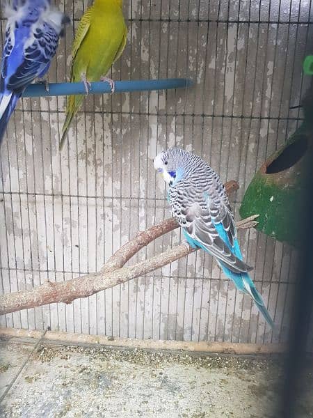 undersize budgies for sell 4