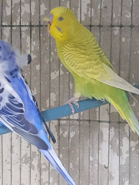 undersize budgies for sell 5