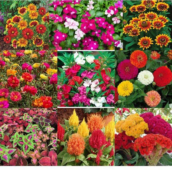Wholesale price of best summer Flower fruits and vegetable seeds 2