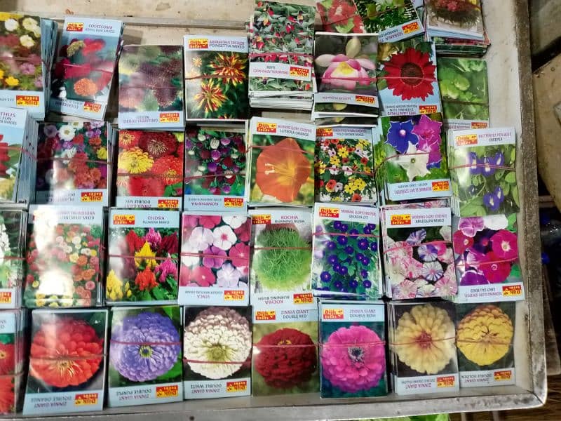 Wholesale price of best summer Flower fruits and vegetable seeds 3